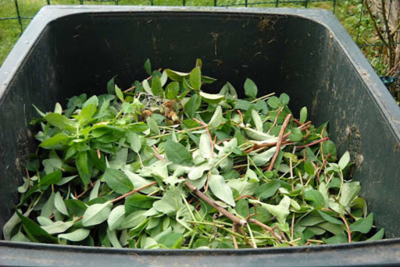 Bidone pieno di scarti vegetali.